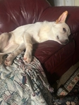 Female Heeler/German Shepherd 9 months