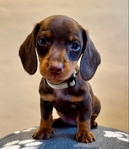 dachshund puppies
