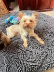 DESIGNER YORKIES