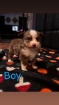 Toy Australian Shepherd’s