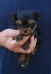 AKC Registered Yorkie puppies