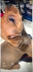 Female chihuahua puppy