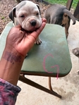 Pocket Bullies