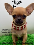AKC Mini Male Applehead Chihuahua