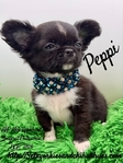 Stunning AKC Applehead Longcoat Male Chihuahuas