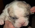 French Bulldog Puppies