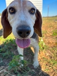Beagle Male Free