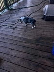 free corgie