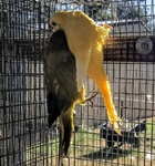 QUAKERS FOR SALE!  SEVERAL   
     MUTATIONS/COLORS