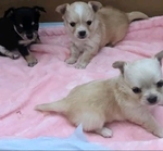 Chihuahua puppies
