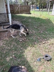 German shepherd FREE