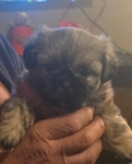 Shih tzu puppies