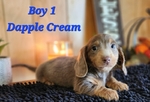 AKC Mini Long-Haired Dachshund Puppies - 5 Available FEB 9