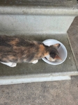 Free cat