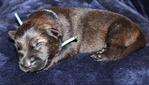Working line german shepherd puppies