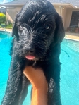 Goldendoodle