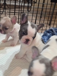 AKC French Bulldog Puppies