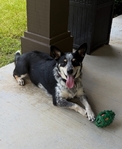 5yo Heeler Mix