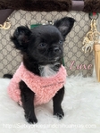 Gorgeous Luxurious AKC Female Longcoat Chihuahua