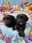 Maltipoo puppies needs loving home