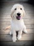 Goldendoodles