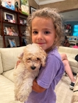 Toy Poodles