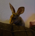 5 month old Rex Rabbit