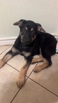 Make German shepherd