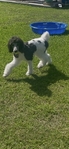 Standard Poodle >>🐩 puppy