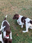 German shorthair pointers (Pure Bred) no papers