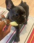 Gorgeous French Bulldog Puppies For Sale