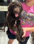 Goldendoodle Puppies - Last Two