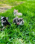 Chihuahua puppies Teacups & Tiny Toys