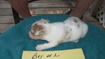 Rat terrier puppies