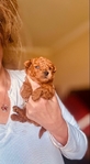 Teacup Poodles & Toy Poodle puppies