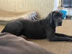 Great dane female