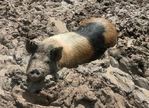 Kune kune pigs