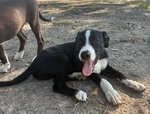 Border Collie x Catahoula Puppies
