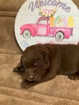 Chocolate Labrador Retriever Puppies