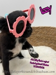 AKC Longcoat Chihuahuas