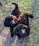 Standard Poodle Puppies born 9/12/25