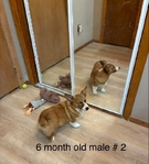 Pembroke corgis AKC adults & pups