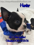 AKC Applehead Smooth Coat Chihuahuaa