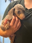 Mini dachshund pups
