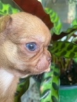 Apple Head Korean Chihuahua