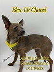 AKC Blue Fawn Female Chihuahua
