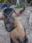 9 month pygmy billy