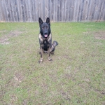 Akc Male German Shepherd. German Working Bloodlines