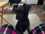 Puppy needing Forever home