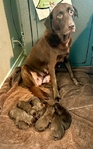 AKC Registered Chocolate Lab Puppies!